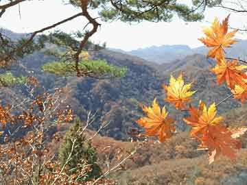 荆门实时公交与花呗还款，智能生活新篇章